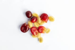 Cascara+-+Coffee+Cherry